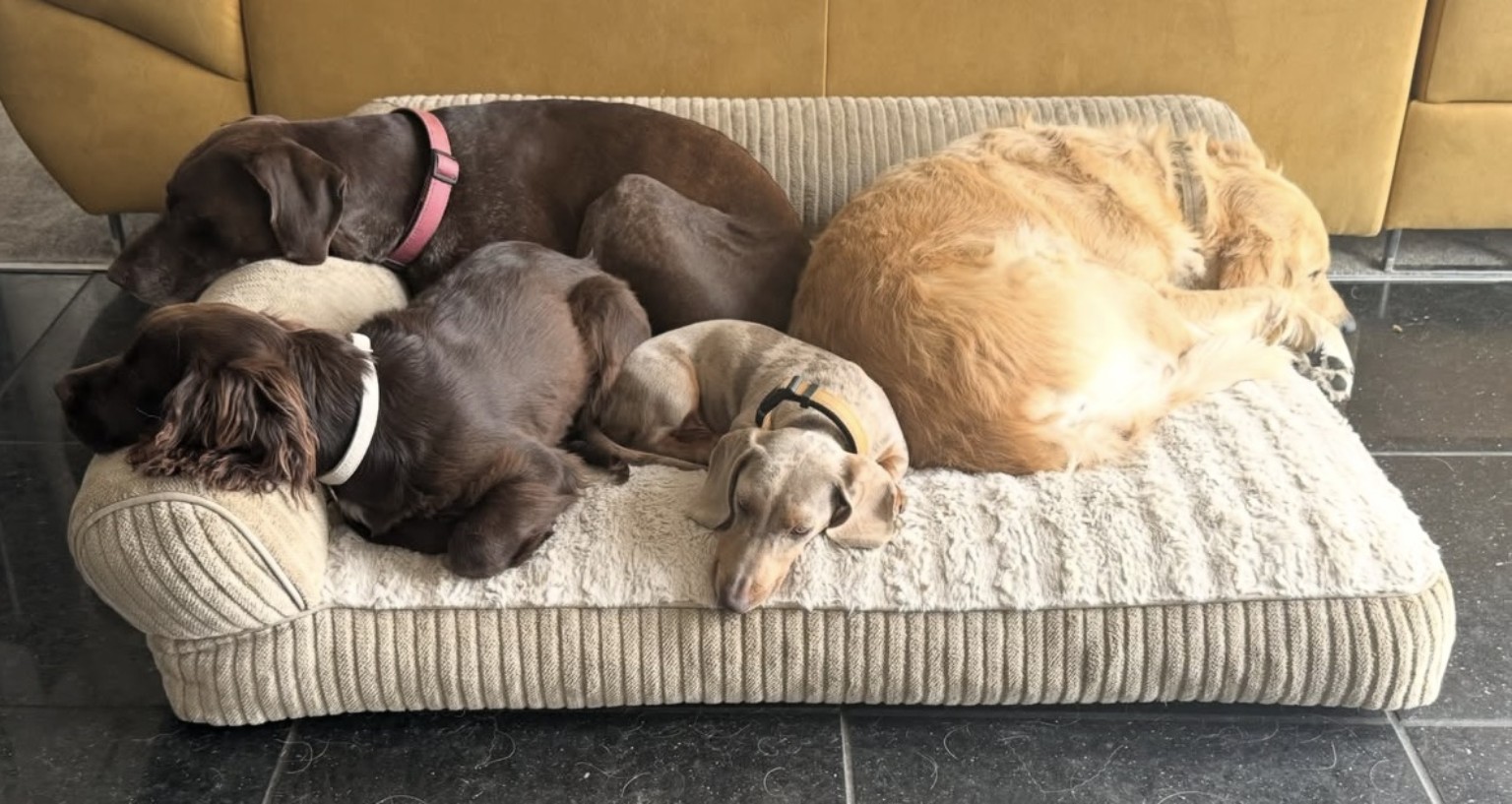 Four dogs resting together on a sofa at Wild at Heart